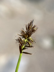 Carex nigricans