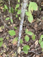 Viburnum prunifolium