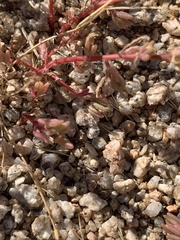Portulaca halimoides