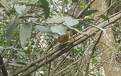 Basileuterus culicivorus