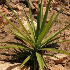 Yucca gigantea