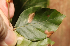 Phyllonorycter maestingella