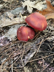 Hygrocybe punicea