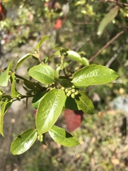 Aristotelia chilensis