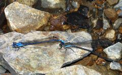 Argia medullaris