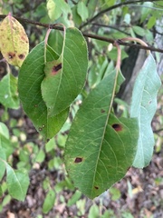Viburnum prunifolium