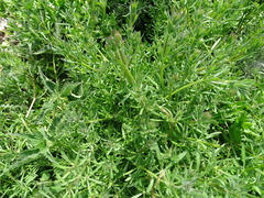 Galium aparine