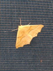 Tetracis jubararia