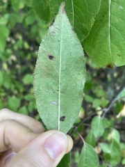 Viburnum prunifolium
