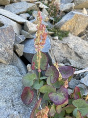 Oxyria digyna