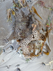 Thalassiophyllum clathrus