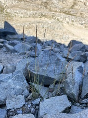 Agrostis variabilis