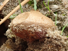Lycoperdon lividum