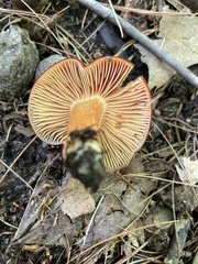 Hygrocybe punicea