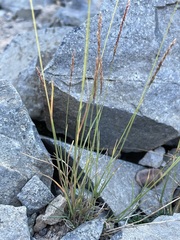 Agrostis variabilis
