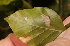 Phyllonorycter maestingella