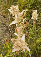 Restionaceae