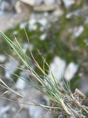 Agrostis variabilis