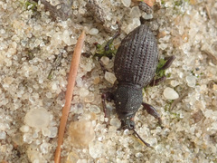 Otiorhynchus scopularis