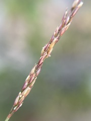 Agrostis variabilis