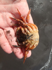 Telmessus cheiragonus