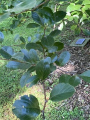 Crataegus crus-galli