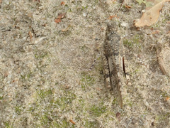 Sphingonotus caerulans