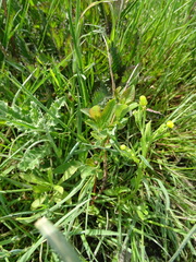 Ranunculus sceleratus