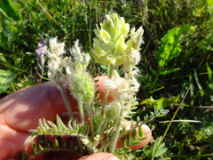 Oxytropis pilosa