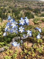 Zephyra elegans