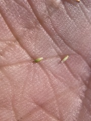 Agrostis variabilis