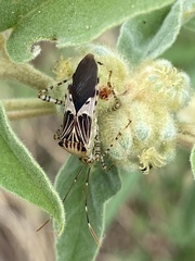 Hypselonotus punctiventris