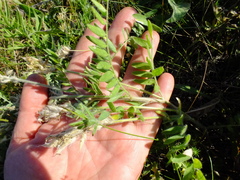 Oxytropis pilosa