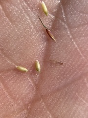 Agrostis variabilis