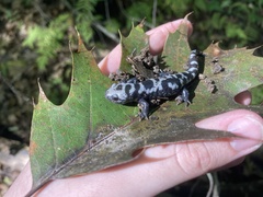 Ambystoma opacum