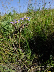 Galatella angustissima