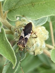 Hypselonotus punctiventris