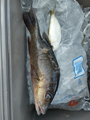 Lutjanus griseus