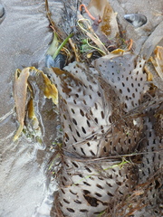 Thalassiophyllum clathrus