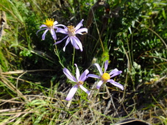 Galatella angustissima