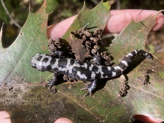 Ambystoma opacum