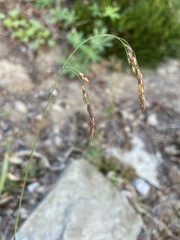 Vahlodea atropurpurea