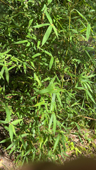 Phyllostachys aurea