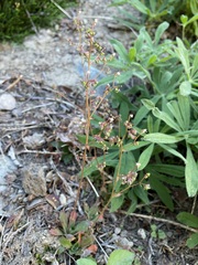 Micranthes ferruginea