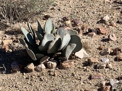 Opuntia basilaris basilaris