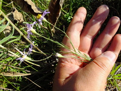 Galatella angustissima