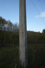 Anemonoides sylvestris