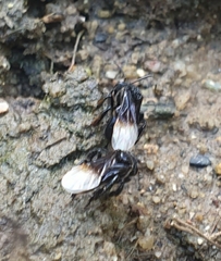 Tetragonilla collina