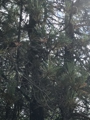 Pinus attenuata