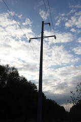 Anemonoides sylvestris